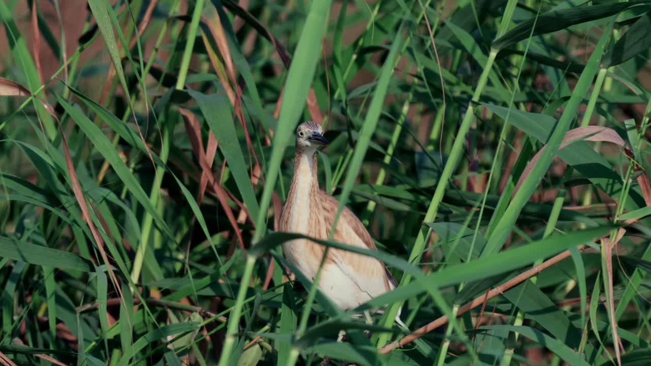 苍鹭(Ardeola ralloides)视频素材