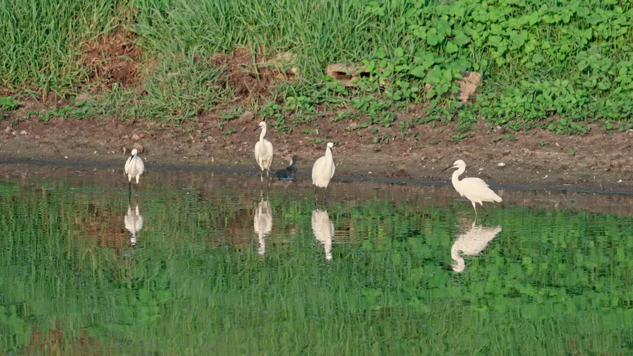 小白鹭(Egretta garzetta)视频下载