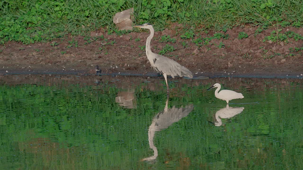 灰鹭(Ardea cinerea)正在起飞视频下载