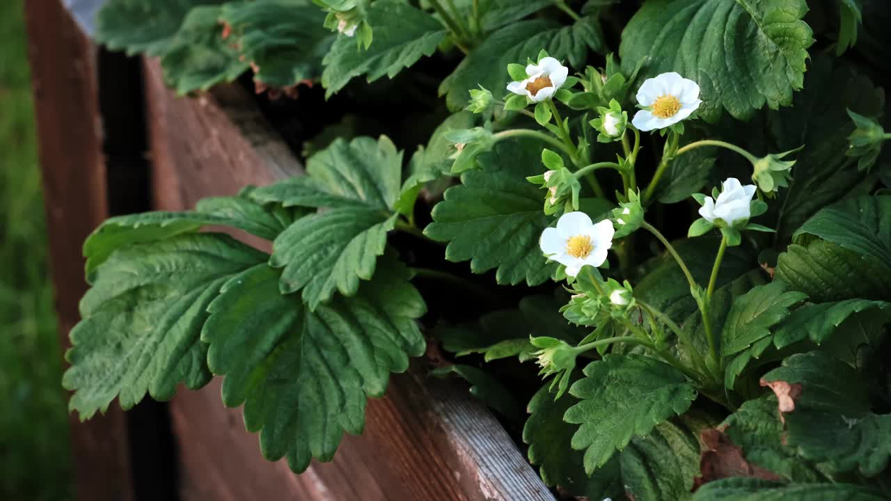 开花的草莓。许多美丽的白色花朵开花的草莓在高床的家庭园艺。种植浆果。盛开的灌木丛中新鲜的绿叶。自然之美。4 k视频素材