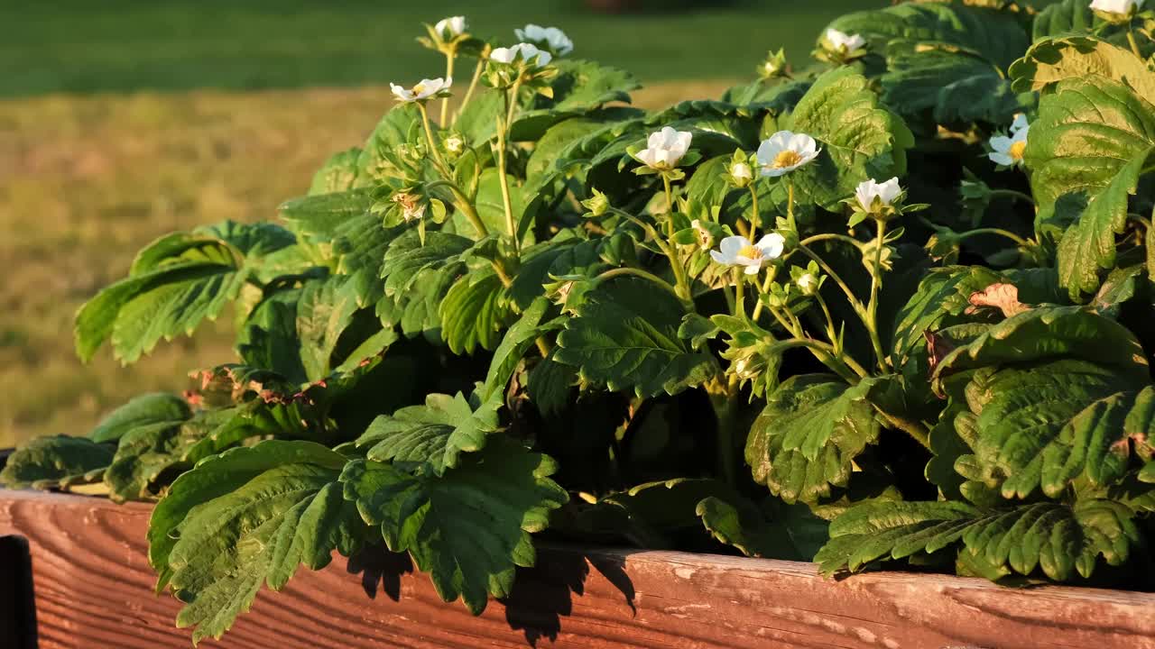 开花的草莓植物特写。许多美丽的白花开花的草莓在家庭花园的高床。种植浆果。开花灌木的绿叶。自然之美。4 k视频素材