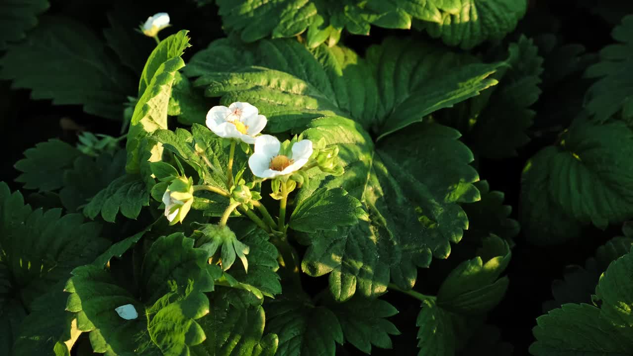 开花的草莓植物特写。许多美丽的白色开花的草莓在家里的花园。种植浆果。盛开的灌木丛中新鲜的绿叶。自然之美。4 k视频素材