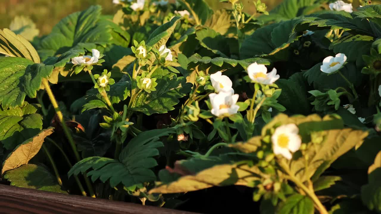 开花的草莓植物特写。许多美丽的白花开花的草莓在家庭花园的高床。种植浆果。开花灌木的绿叶。自然之美。4 k视频下载