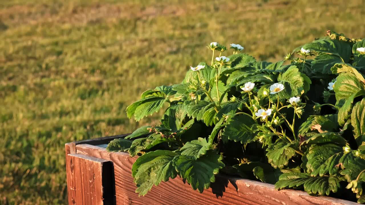 开花的草莓植物特写。许多美丽的白花开花的草莓在家庭花园的高床。种植浆果。开花灌木的绿叶。自然之美。4 k视频素材