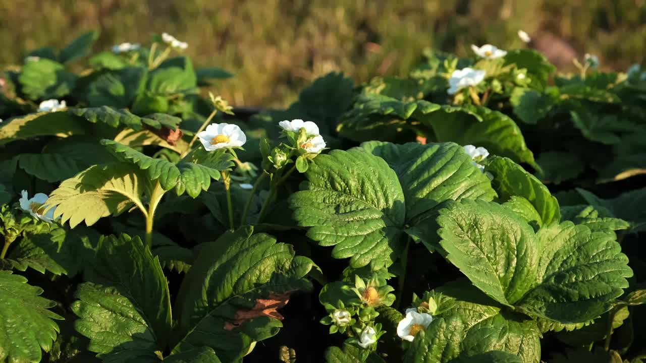 草莓植物开花特写背景。美丽的白色花朵盛开的草莓在家庭花园。食品种植业。自然之美。开花浆果的新鲜绿叶。4 k视频下载