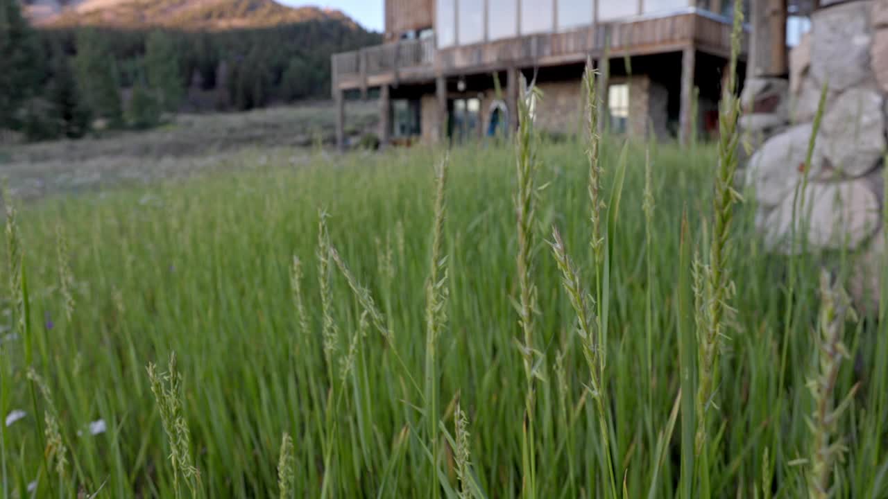 耐水耐旱的原生草，未经栽培的住宅杂草丛生的院子视频素材