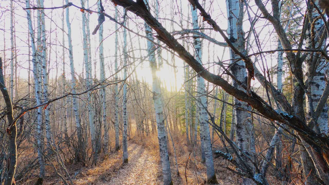 秋天森林里的早晨。阳光穿过干枯的树木，映照出壮丽的秋树。神奇的秋景。温暖的阳光照在木头上的落叶上。地上满是枯黄的叶子视频下载