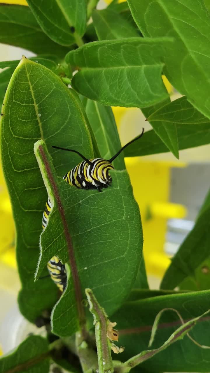 黑脉金斑蝶毛虫吃马利筋叶特写视频下载