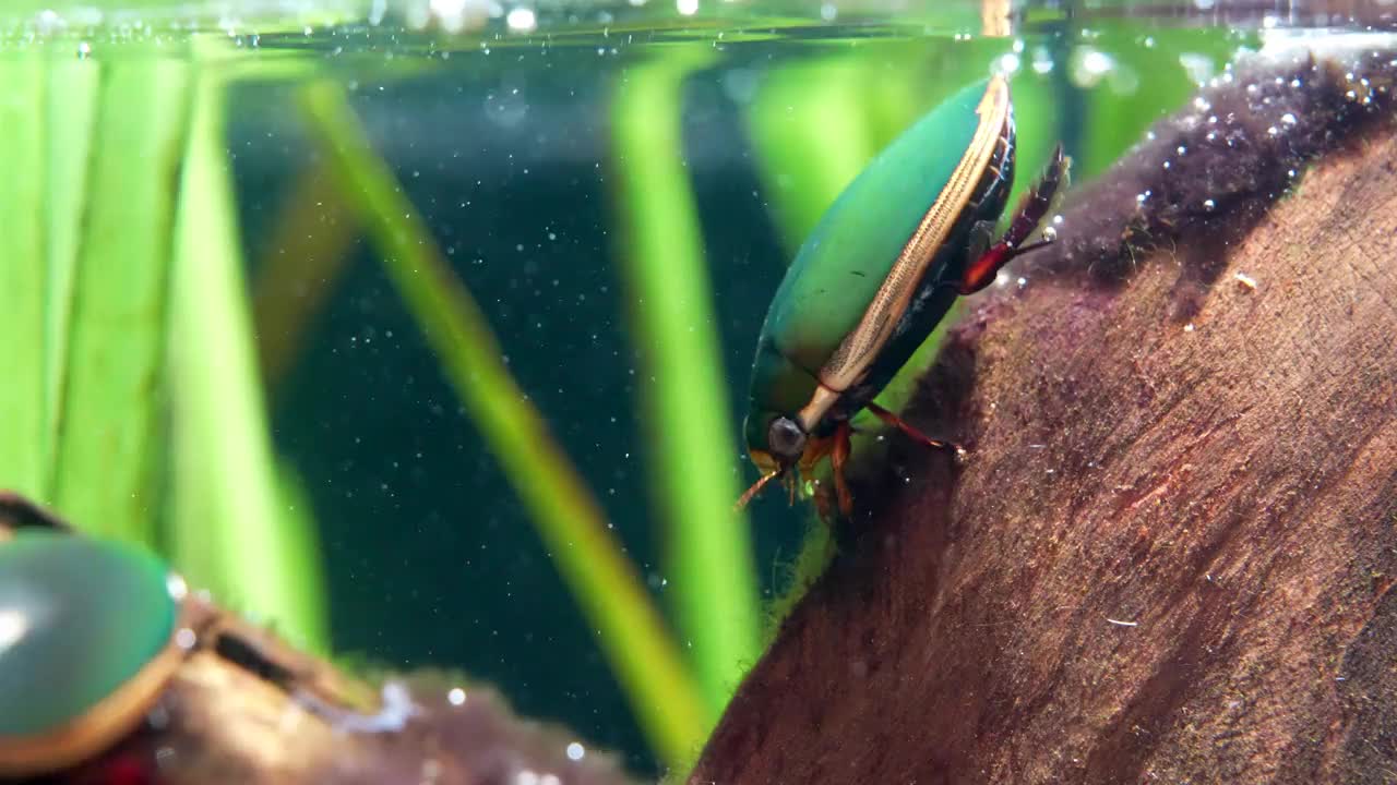 一种生活在干净水中的潜水甲虫视频下载