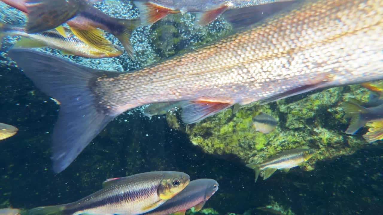 生活在清澈水中的淡水鱼视频下载