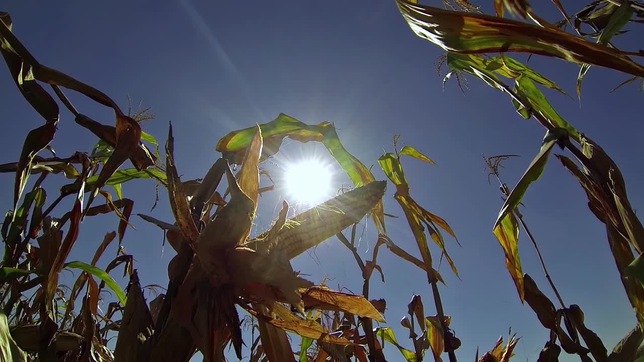 田间熟透的玉米芯——干旱对玉米生产的威胁视频下载