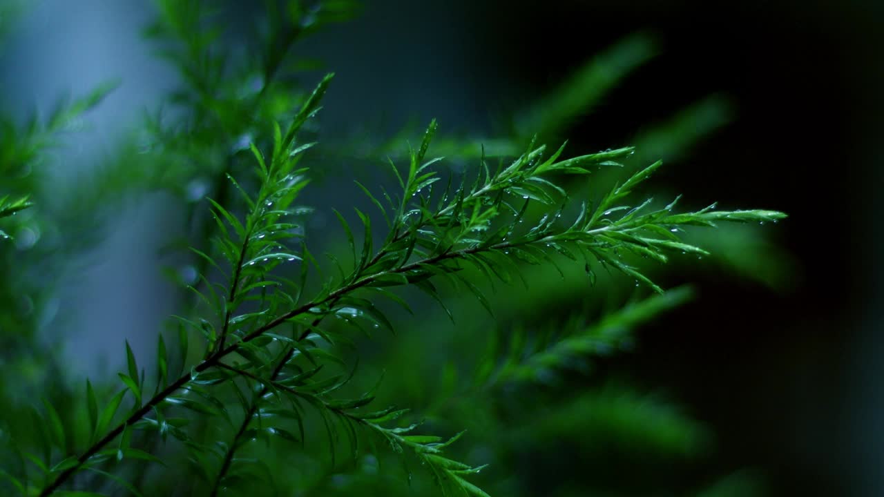 雨后新鲜的绿色植物视频素材