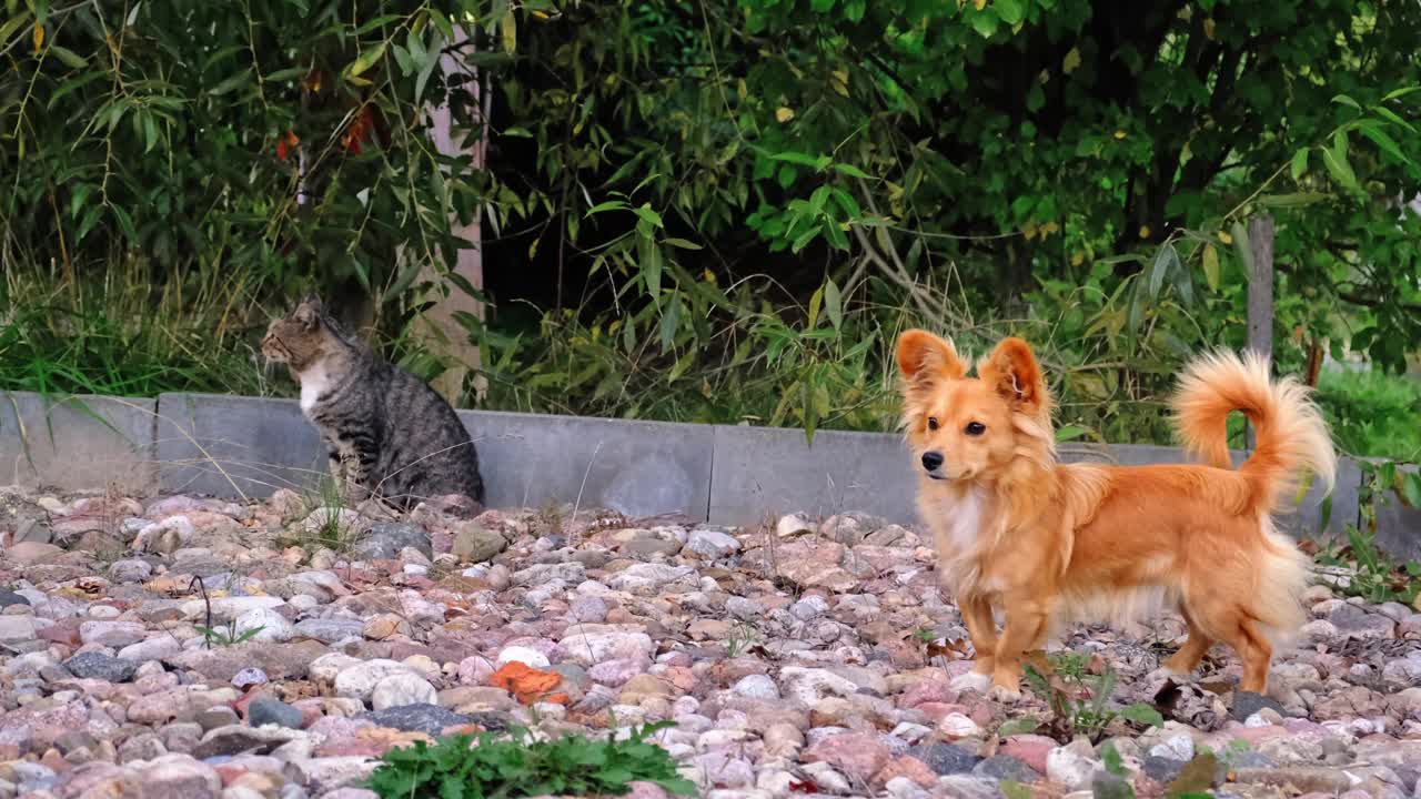 小红狗看着灰猫。国内宠物。友好行为概念。高品质4k画面视频下载