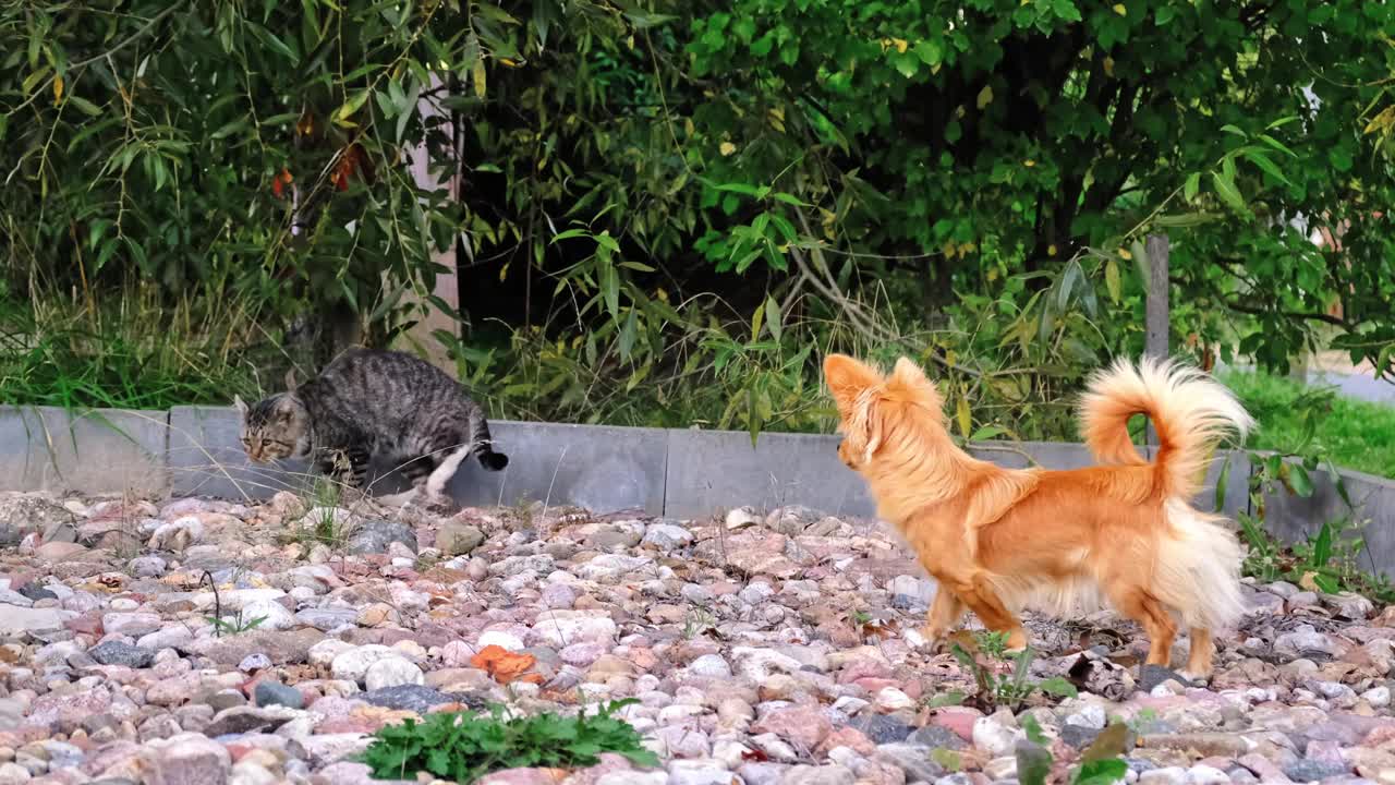 小红狗看着灰猫。国内宠物。友好行为概念。高品质4k画面视频下载