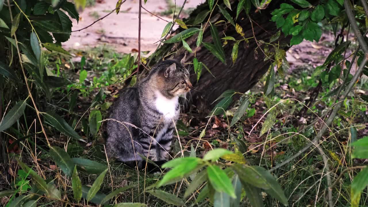 灰色的猫坐在户外绿色的自然背景。特写镜头。缓慢的运动。流浪宠物四处张望。帮助无家可归的动物的概念。环顾四周，看着镜头视频下载