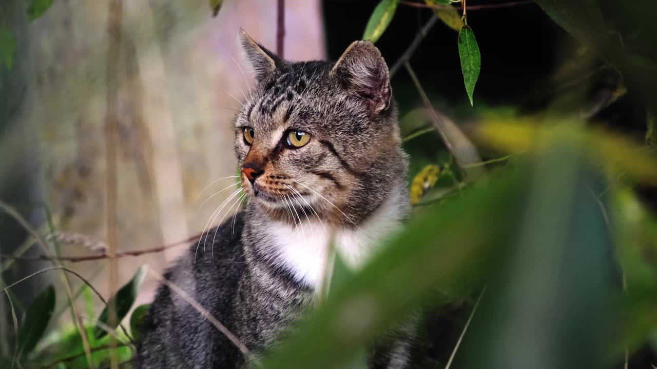 灰色的猫坐在户外绿色的自然背景。特写镜头。缓慢的运动。流浪宠物四处张望。帮助无家可归的动物的概念。环顾四周，看着镜头视频素材