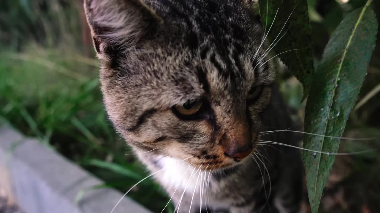 灰猫嗅出相机在户外的绿色自然背景上，走了出去。极端的特写肖像。好奇的流浪宠物。无家可归动物的概念。环顾四周，看着镜头视频下载