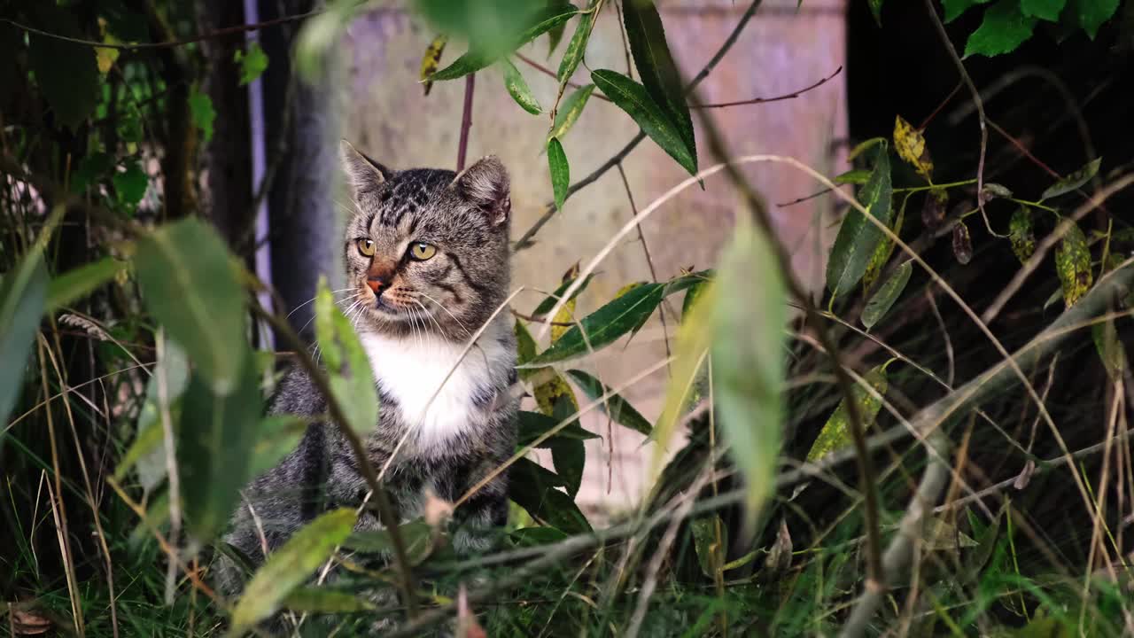 灰色的猫坐在户外绿色的自然背景。特写镜头。缓慢的运动。流浪宠物四处张望。帮助无家可归的动物的概念。环顾四周，看着镜头视频下载