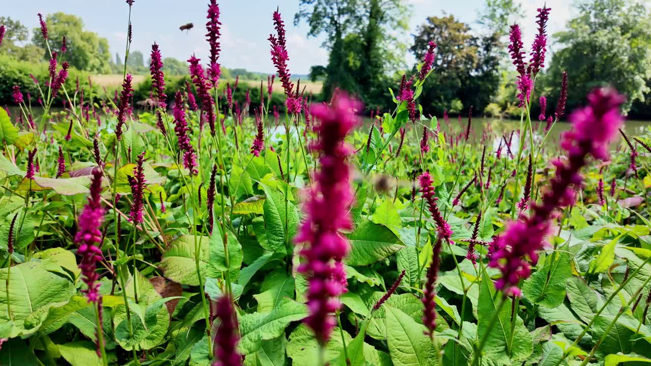 花和蜜蜂。视频下载