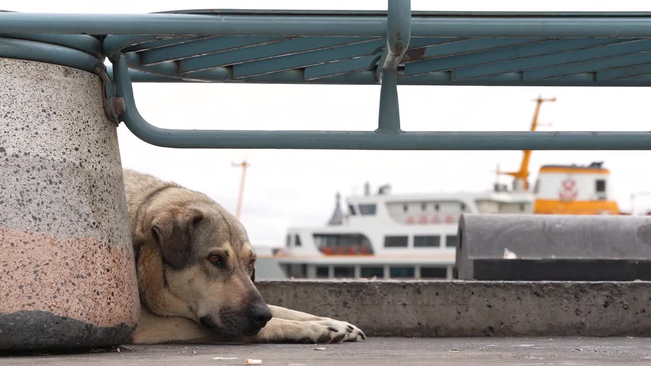 一只流浪狗躺在伊斯坦布尔的大街上视频下载