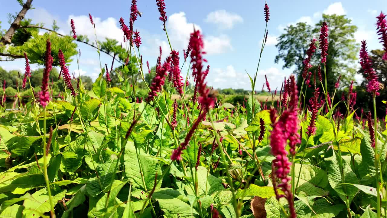 授粉:花和蜜蜂。视频下载