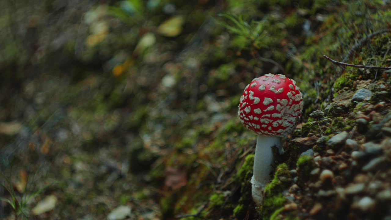 生长在长满苔藓的森林地面上的飞木耳菇特写视频下载