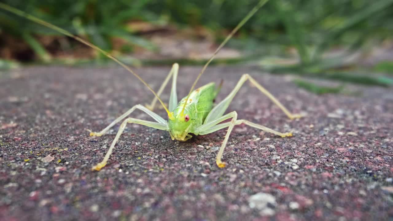 绿色灌木大蟋蟀tetigonia Viridissima昆虫坐在地面清洁节肢动物的腿上并逃跑视频素材