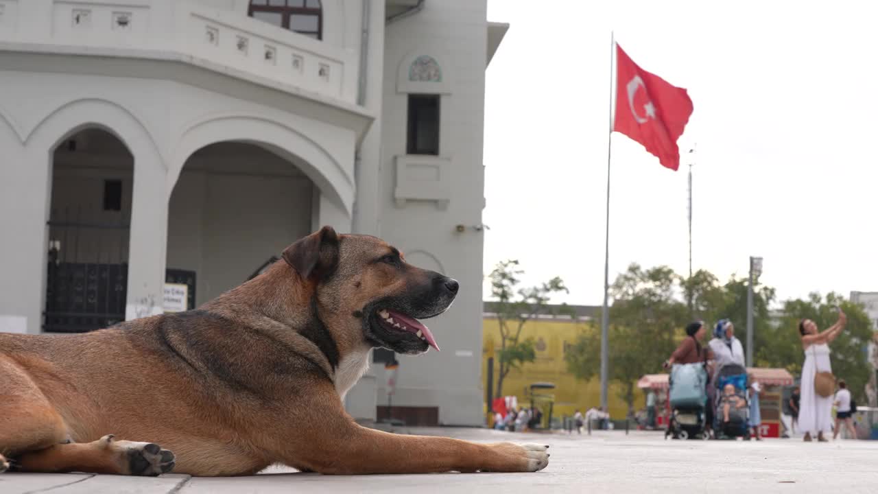 一只流浪狗躺在伊斯坦布尔的大街上视频下载