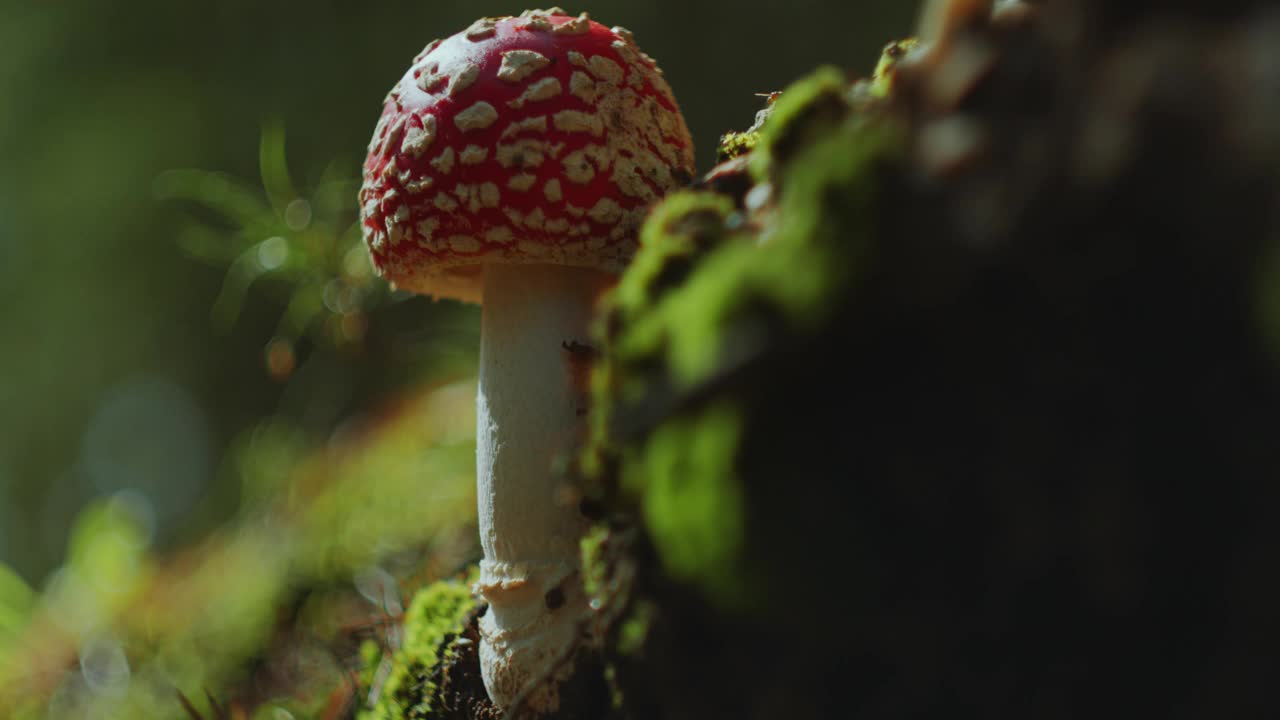 森林中生长在苔藓上的有毒毒伞蘑菇视频素材