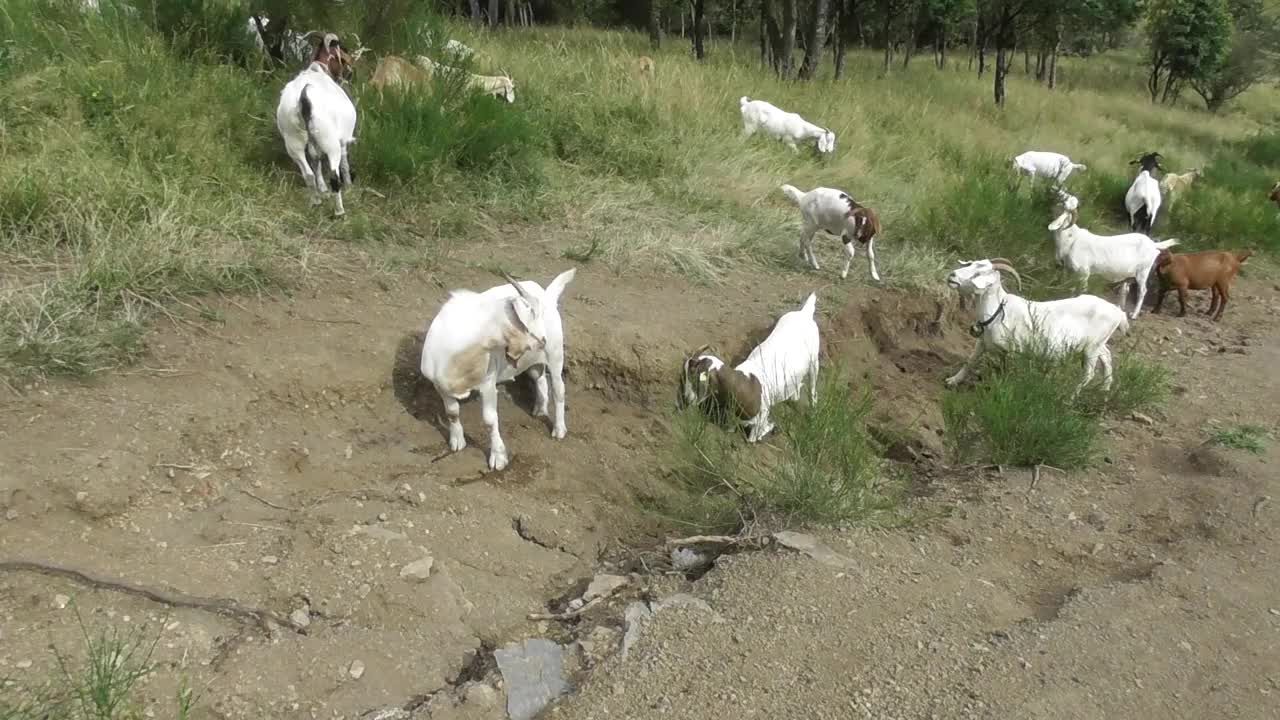 一群山羊在组织前进的道路视频下载