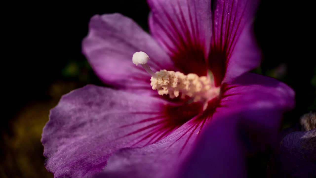 极近距离的粉红色花，深色背景视频素材