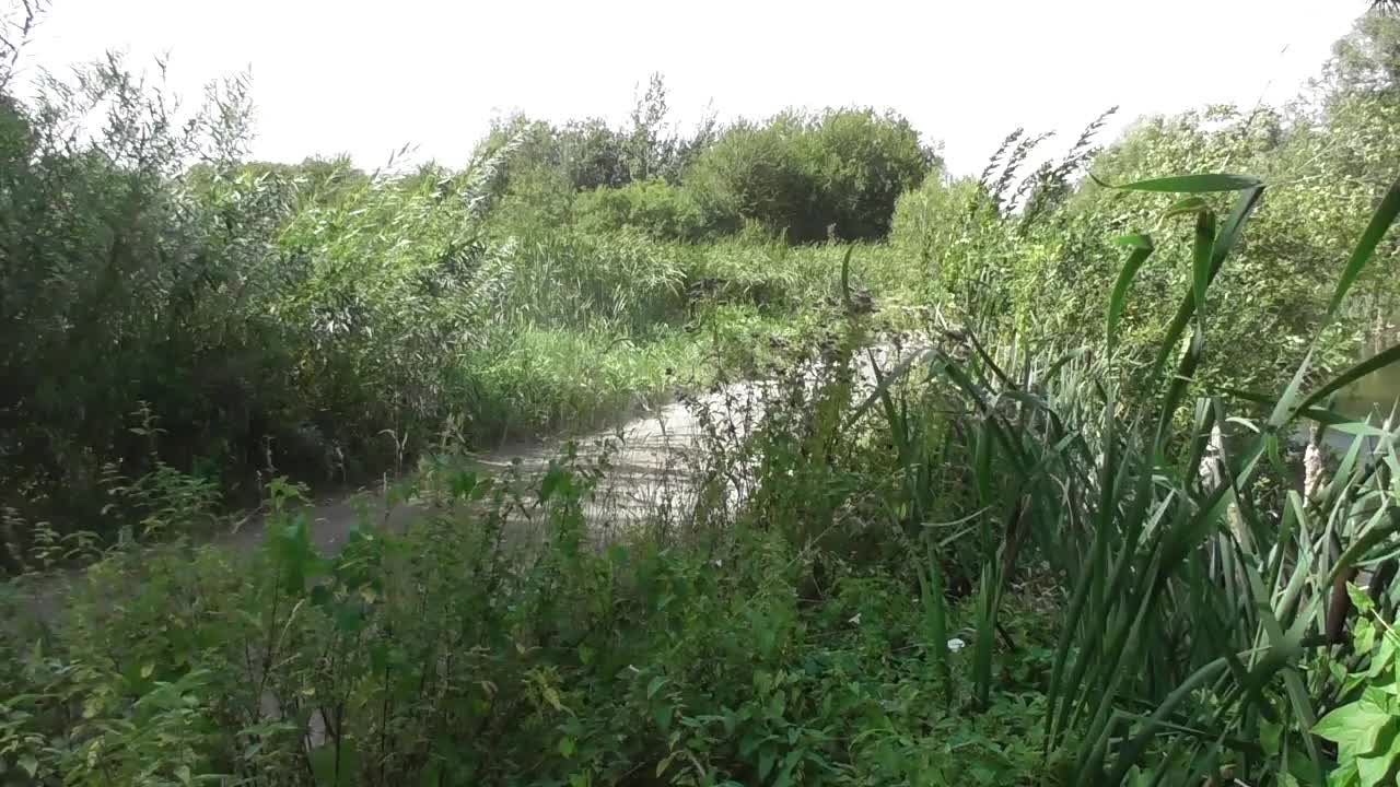 暴风雨袭击了穿过沼泽地的道路视频下载