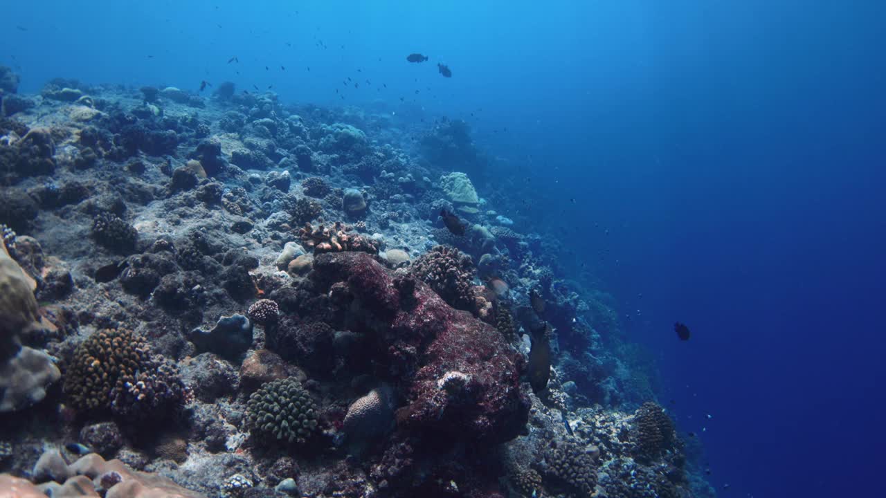 热带蓝海中条纹鱼和珊瑚礁的海洋风光。垂直镜头视频下载