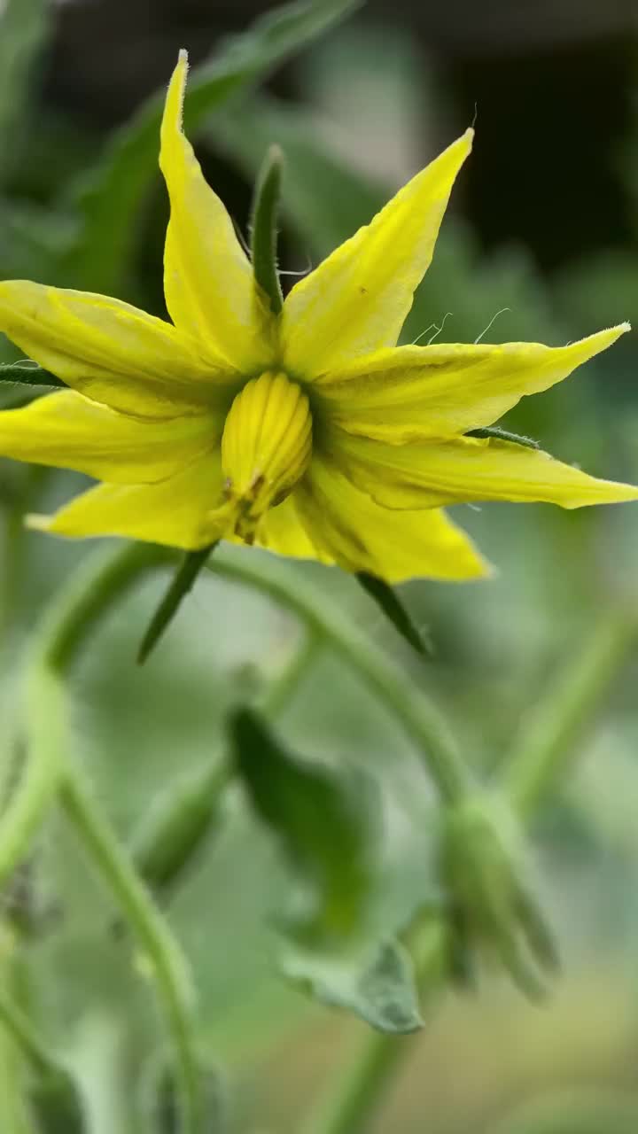 花绿番茄视频素材