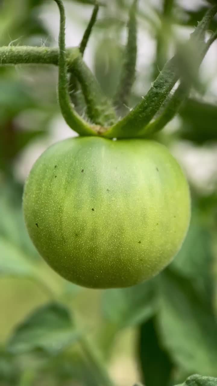 绿番茄，生长，春天，园艺视频素材