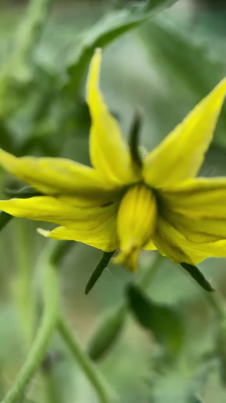 花绿番茄视频素材