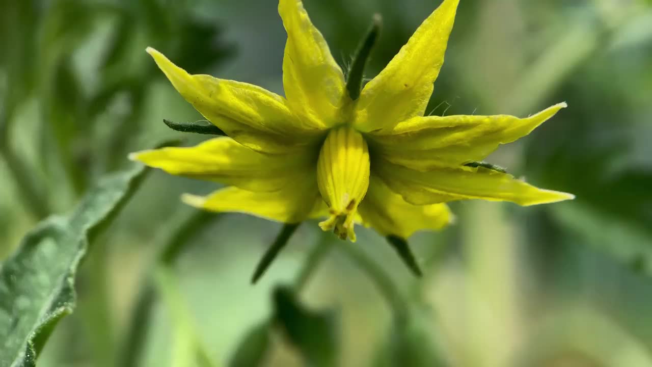 花绿番茄视频素材