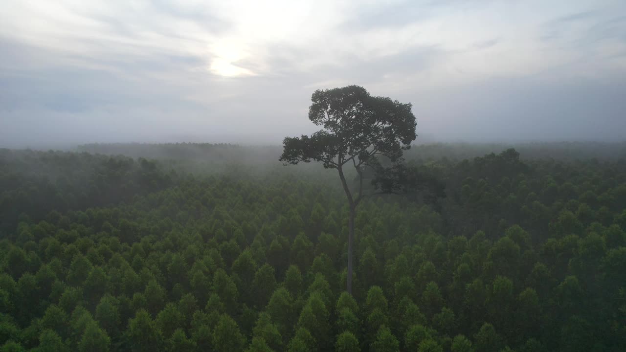 云，雾和郁郁葱葱的绿色森林在明亮的雨季与泰国的自然美景，亚洲。视频素材