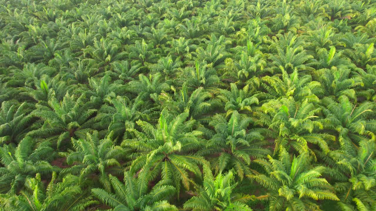 油棕种植园是泰国的一种经济作物。视频下载