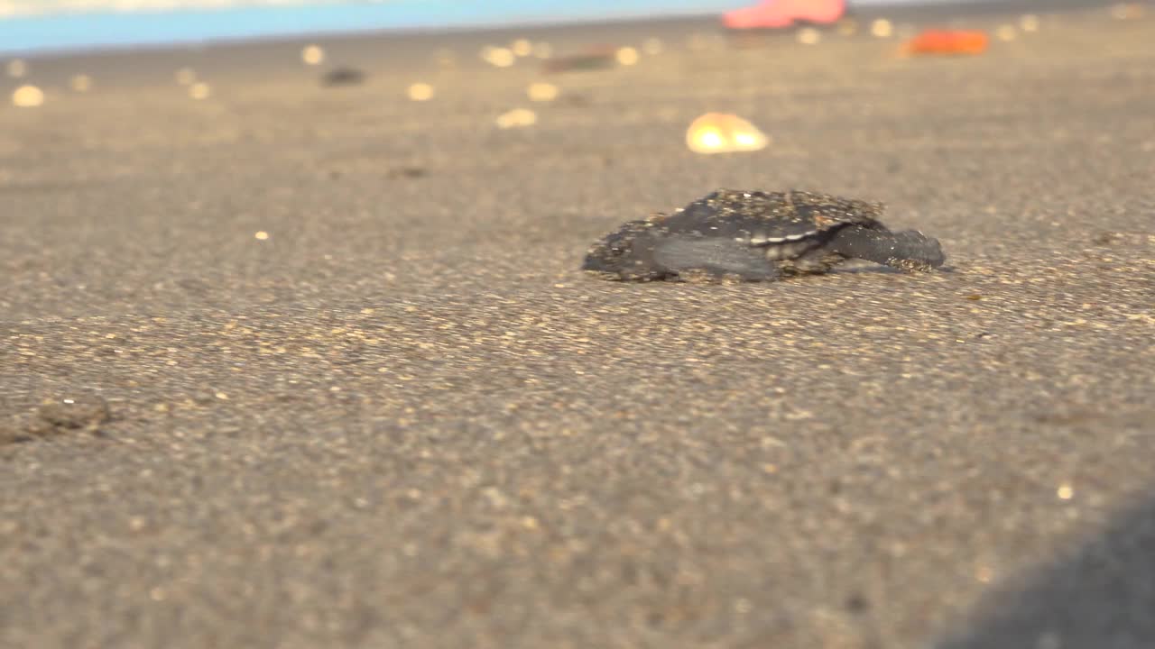 小海龟爬向大海视频素材