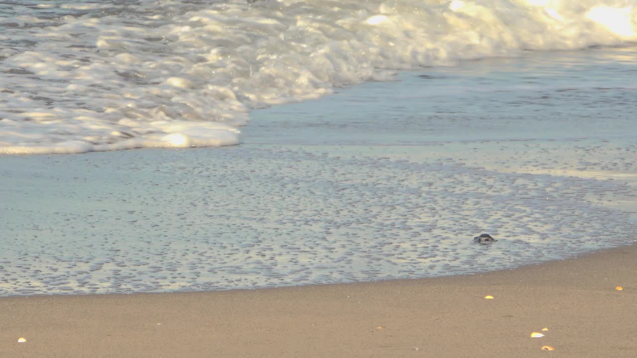 小海龟爬向大海视频下载