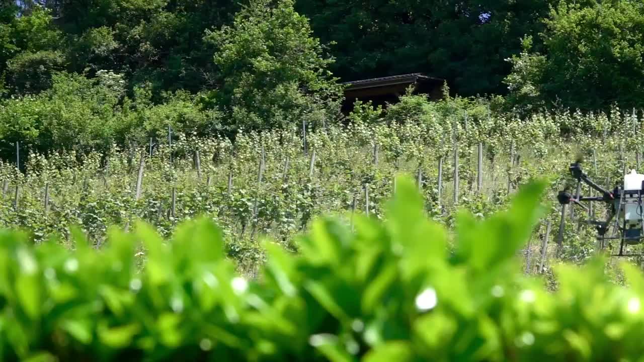 工业无人机在山坡葡萄园喷洒农药。全高清慢动作剪辑。视频下载