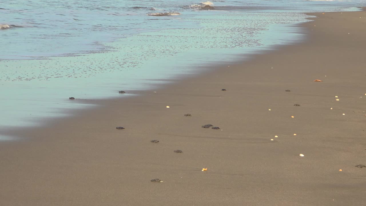 小海龟爬向大海视频下载