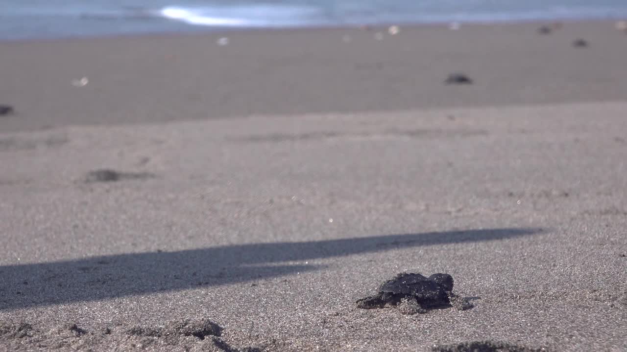 小海龟爬向大海视频素材