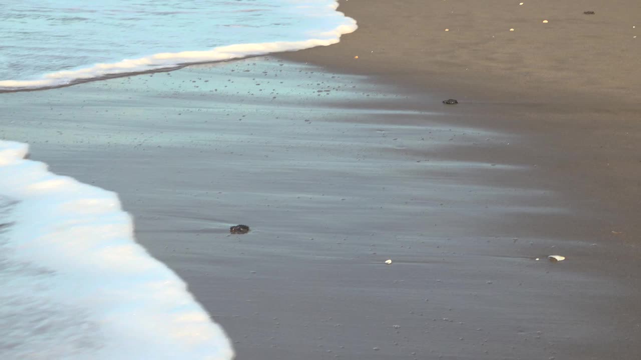 小海龟爬向大海视频素材