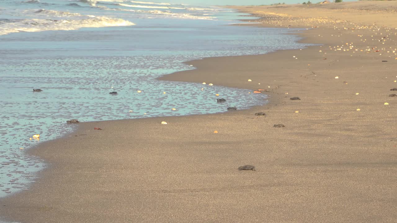 小海龟爬向大海视频素材