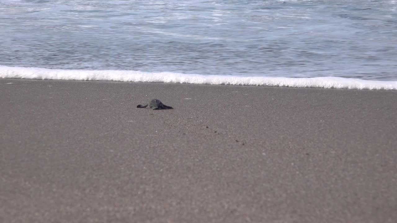 一只小海龟向大海爬去视频素材