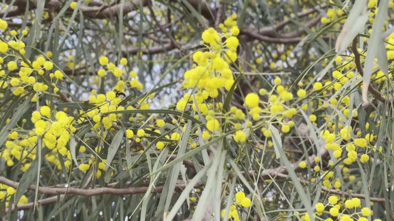 黄色的花朵和授粉的蜜蜂视频下载