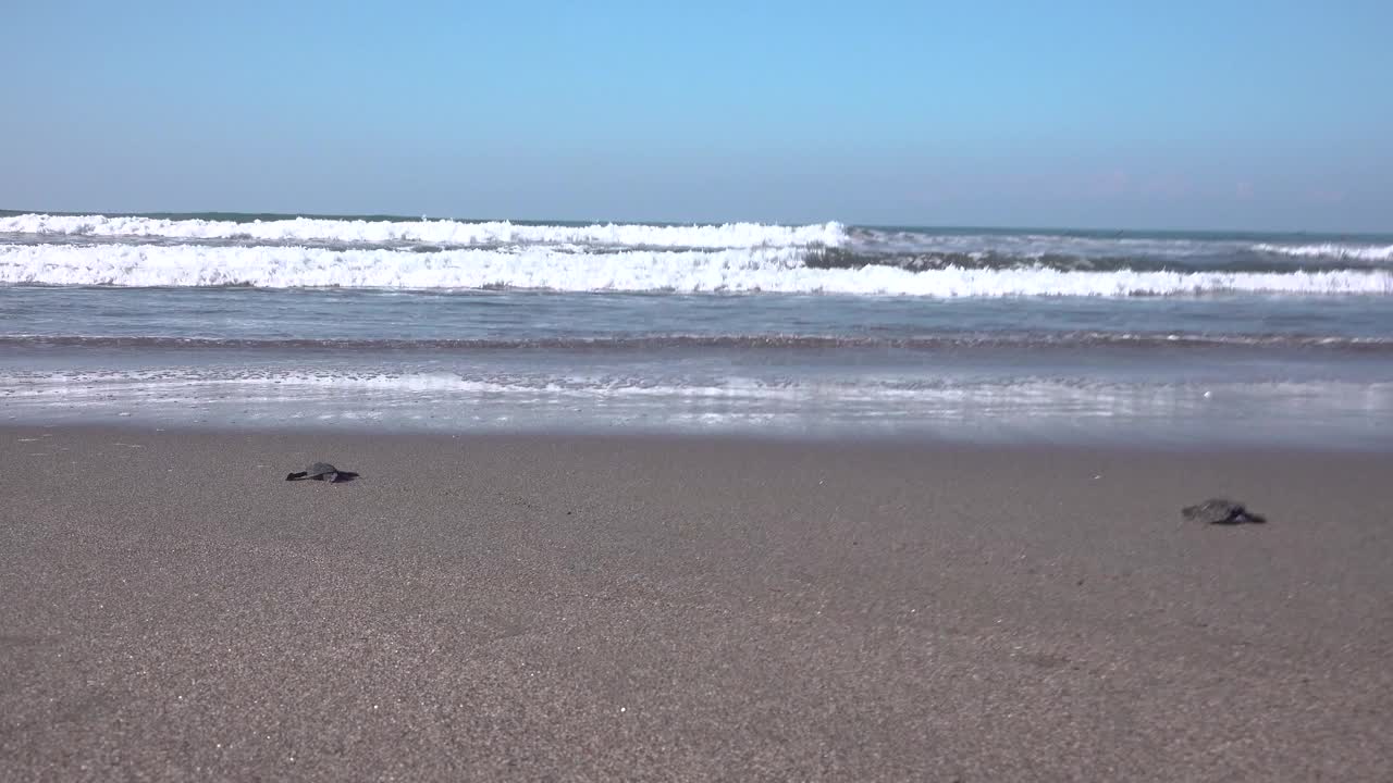 小鸟飞过海浪，小海龟朝它们游去视频下载