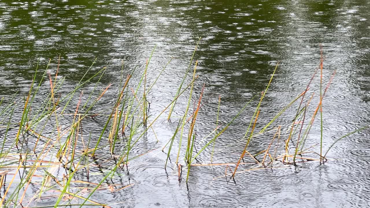 雨天平静水面上的雨滴视频素材